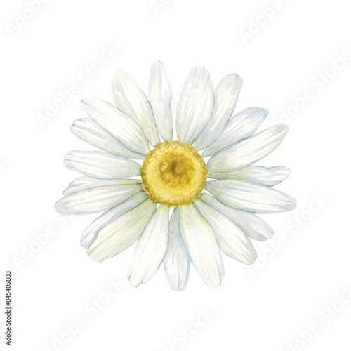 Summer field wild chamomile white flower (Matricaria chamomilla, kamilla, scented mayweed, whig plant, mother's daisy). Watercolor hand drawn painting illustration, isolated on white background
