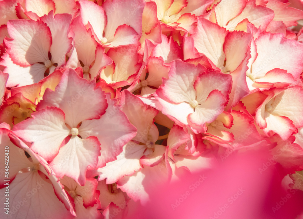 White with pink serrated edges beautiful hydrangea or hortensia flowers closeup. White with pink serrated edges beautiful hydrangea or hortensia flowers closeup.
