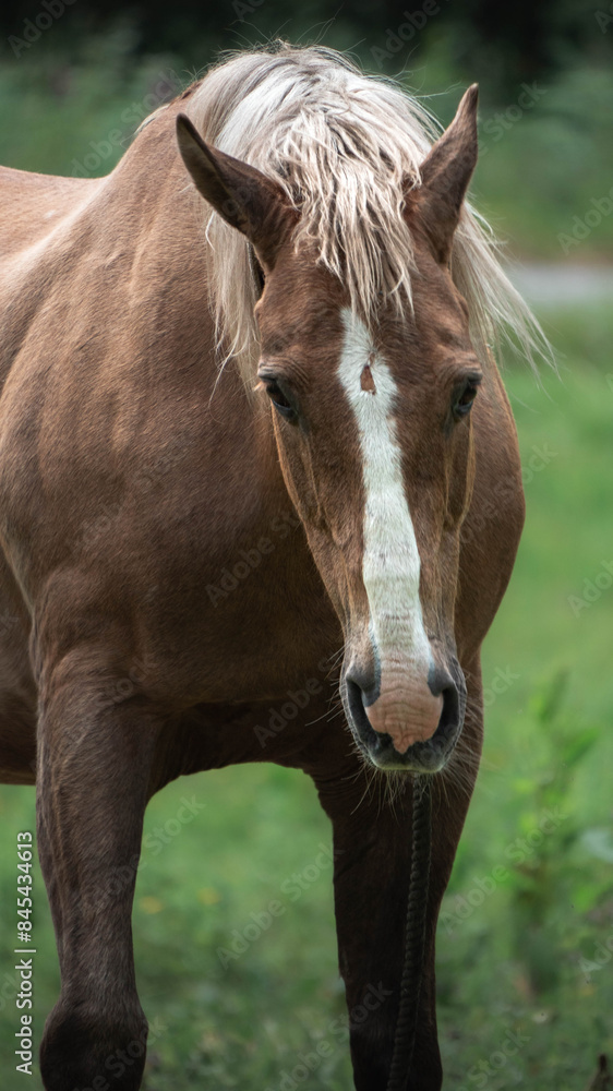 Fototapeta premium Brown and white horse in the field, looking at the camera