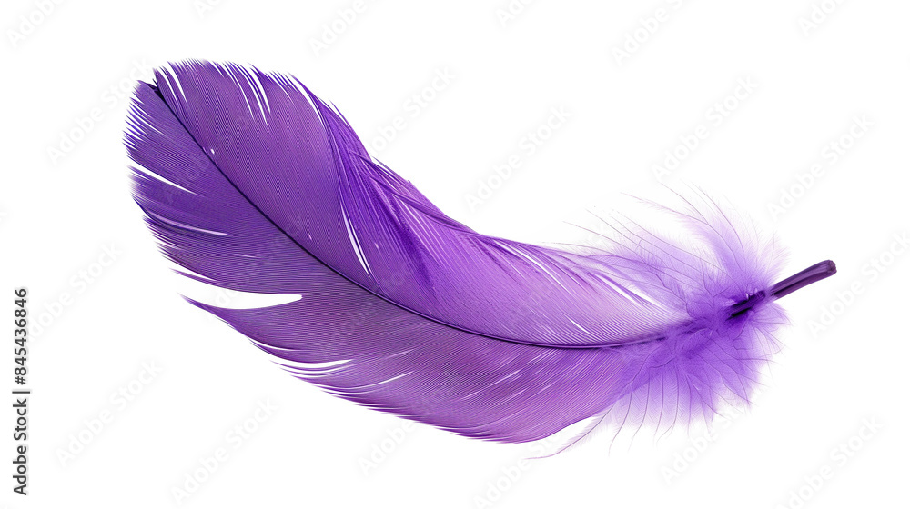 Vibrant Purple Feather Vibrant Purple Feather