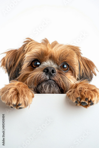 Adorable Small Dog Peeking Over a White Surface With Curious Expression in Studio Photo on White Background photo
