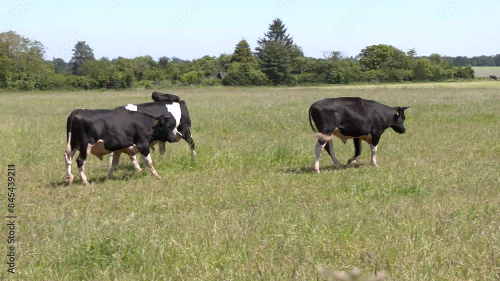 cows grazing in a field. free range eco farming in germany. 4k video of walking cows cows grazing in a field. free range eco farming in germany. 4k video of walking cows