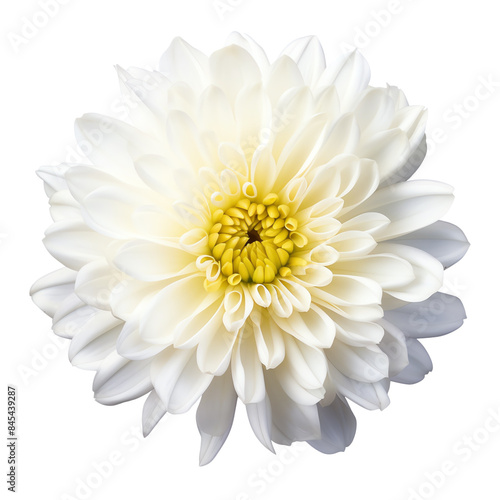 Wallpaper Mural Close-up shot of a beautiful white dahlia flower with detailed petals and a vibrant yellow center against a plain background. Torontodigital.ca