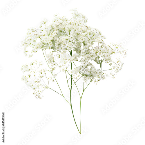 White delicate baby's breath flowers isolated on a transparent background, perfect for floral arrangements and design purposes.