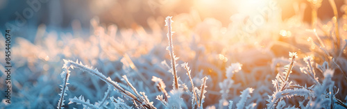 A thick layer of frost covering desert vegetation on a chilly winter morning blurred background
 photo