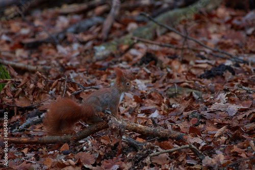 Cute red squirrel on carpathian forest, Slovakia