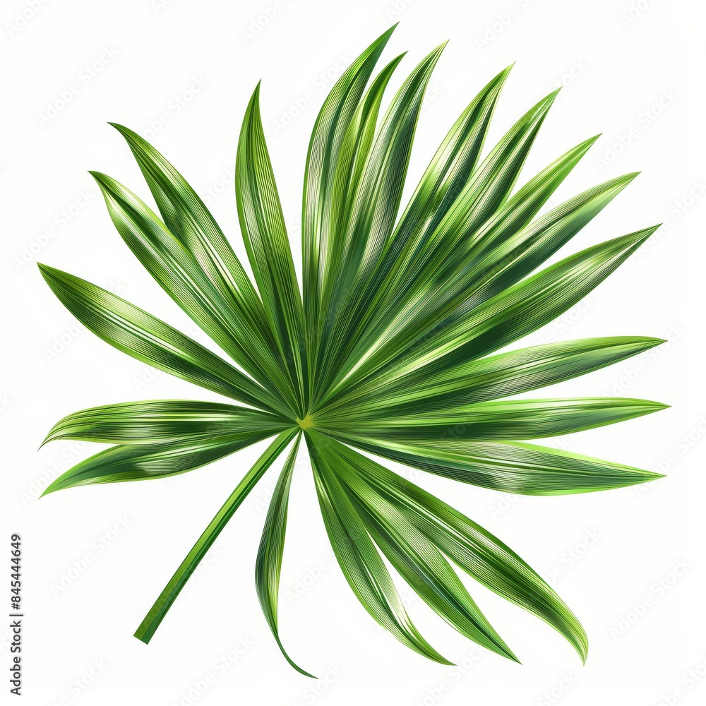 Detailed Realistic Rhapis Palm Leaf Illustration with Textures on White Background. Detailed Realistic Rhapis Palm Leaf Illustration with Textures on White Background.