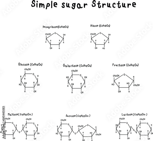 Set of sugar chemical structures such as Glucose, Fructose, Galactose, Ribose, Deoxyribose, Mannose, Xylose, Arabinose, Maltose, Sucrose, Lactose, Trehalose, Cellobiose