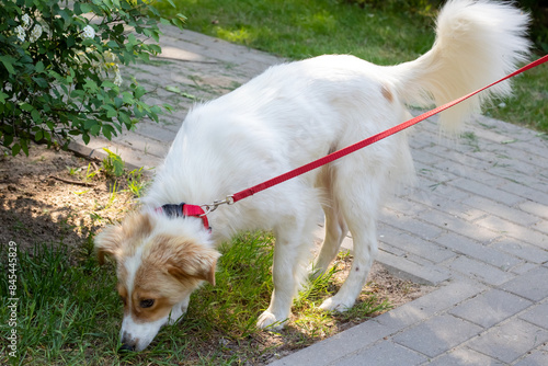 Canvas Print A brown and white dog with a collar on a leash sniffing the grass