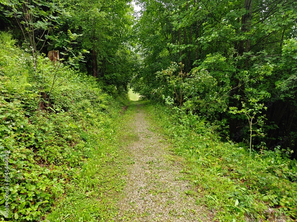 path in the forest path in the forest