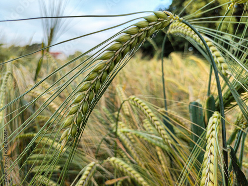 Unmown Spikelet Field With Piece Of Blue Sky Green Spike photo