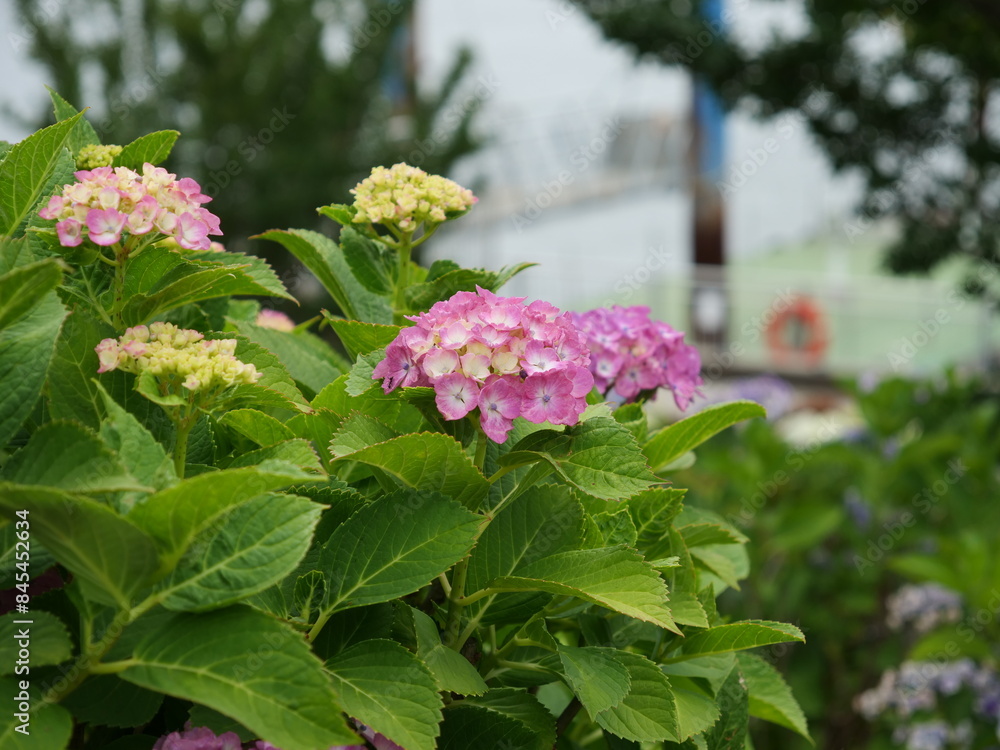 公園で咲いている紫陽花 公園で咲いている紫陽花