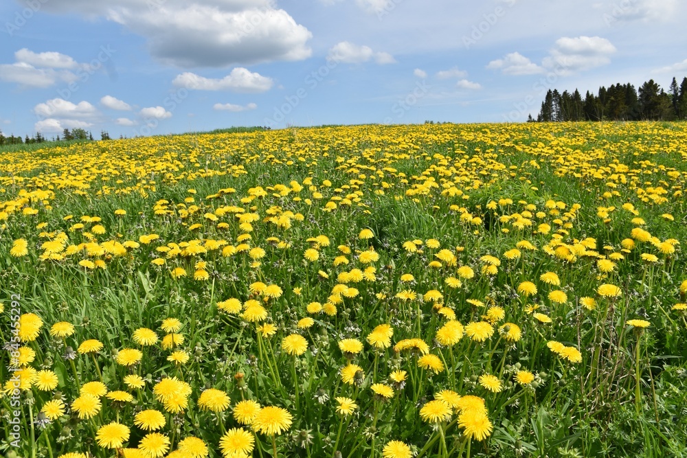 A field in bloom in spring, Québec, Canada A field in bloom in spring, Québec, Canada