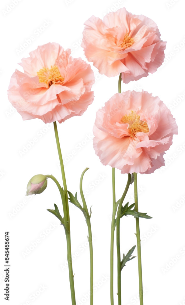PNG Flower blossom petal plant. PNG Flower blossom petal plant.