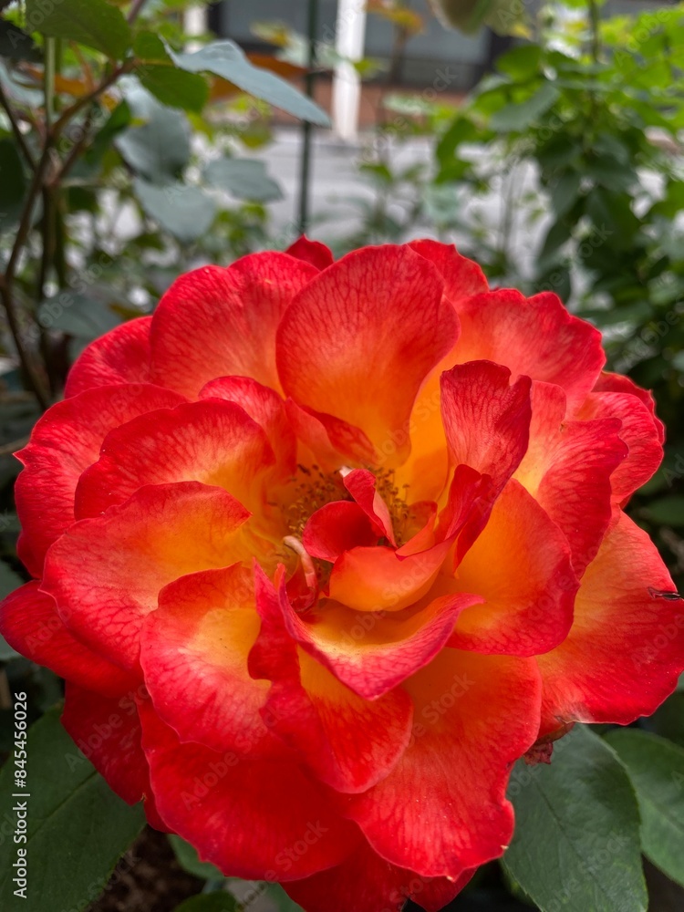 A bunch of fuchsia red roses are blooming. A bunch of fuchsia red roses are blooming.