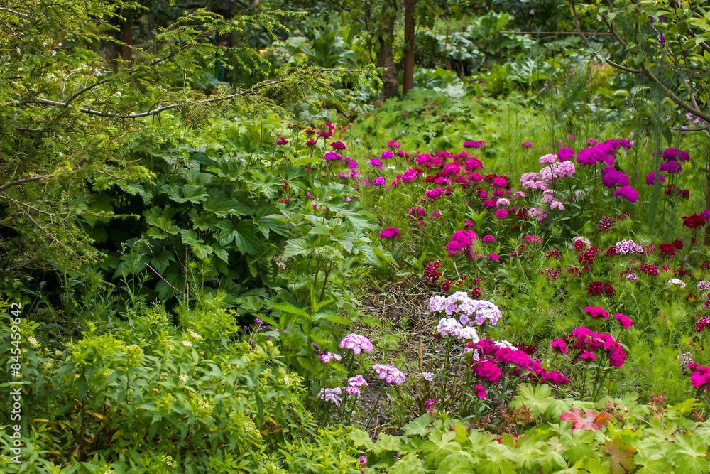 wild secret garden with trees, bushes and different plants - summertime wild secret garden with trees, bushes and different plants - summertime