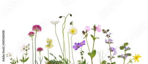 bunte Frühlingsblumen isoliert auf weiss