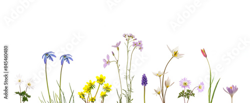 bunte Frühlingsblumen isoliert auf weiss