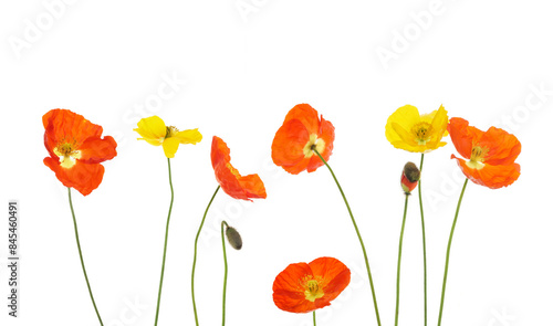 Mohnblüten isoliert auf weissem Hintergrund