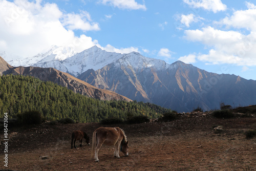 Majestic mountain range in background and horses in foreground