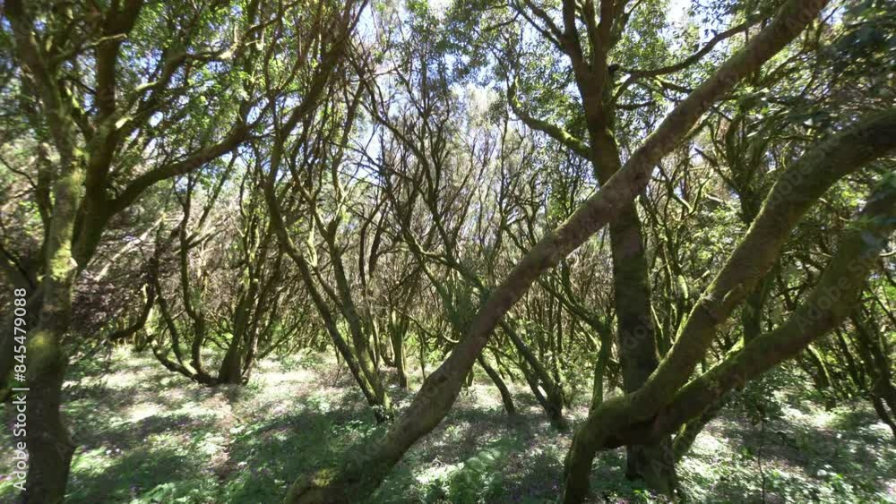 Ancient laurel forest in Gomera island in 4k slow motion 60fps Ancient laurel forest in Gomera island in 4k slow motion 60fps