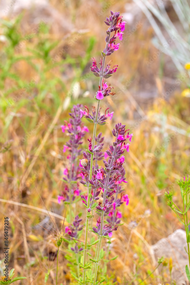 In summer, Teucrium chamaedrys grows in the wild among grasses