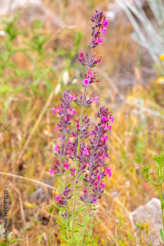 Obraz na płótnie In summer, Teucrium chamaedrys grows in the wild among grasses w salonie