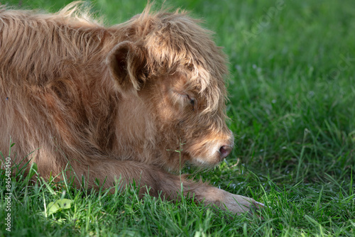 Scottish highlander young bull photo