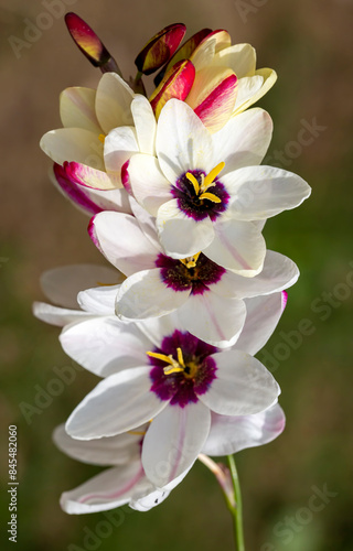 Obraz na płótnie Sparaxis, white ixia, harlequin flower, wandflower, corn lilies w salonie
