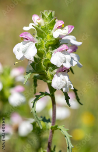 Mediterranean lineseed, Bellardia trixago, Trixago bartsia, erect herb with sawtoothed leaves dotted with glands and hairs, terminal spike of white lipped flowers. photo