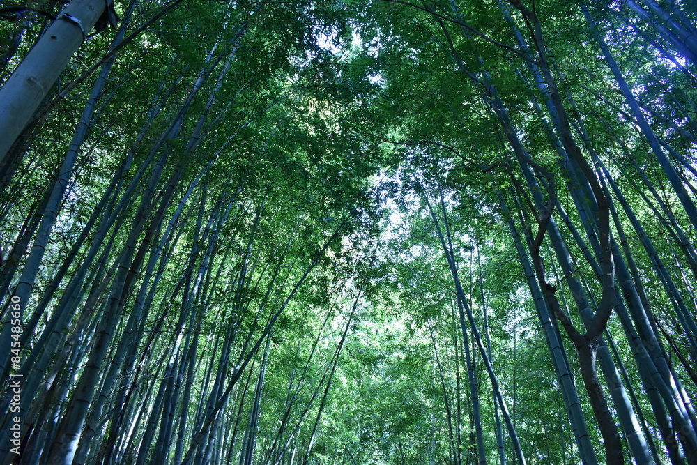 Fototapeta premium 日本の竹のある景色