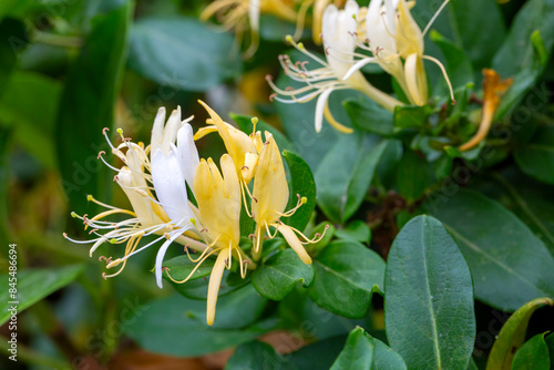 Obraz na płótnie Lonicera japonica (Japanese Honeysuckle) flowering in summer w salonie