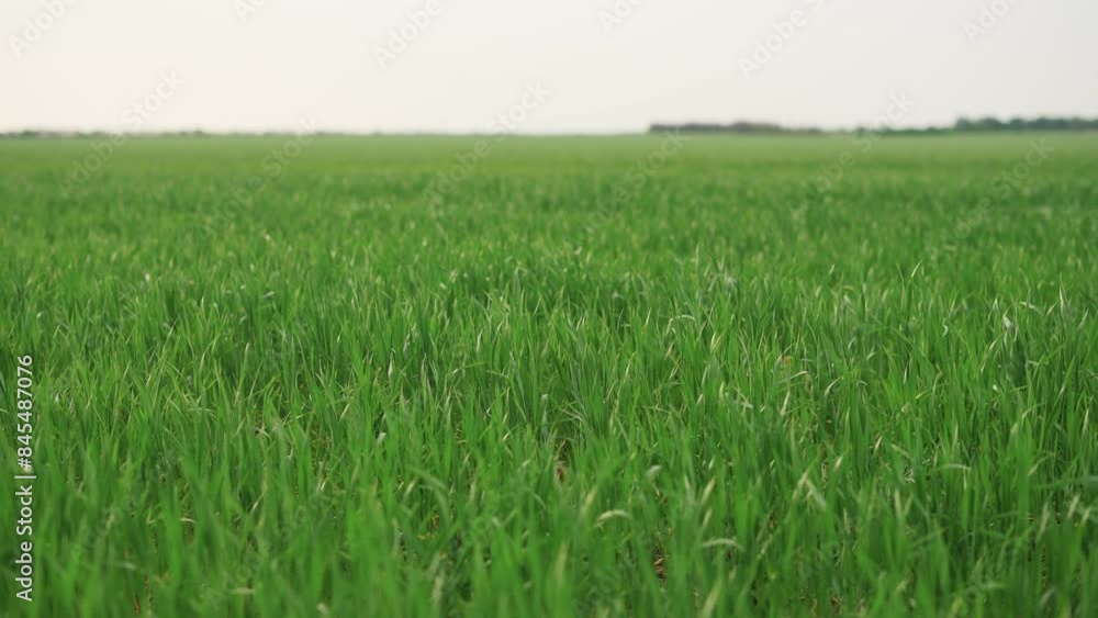 wide green field of wheat. nature wildlife lifestyle plants and trees concept. beautiful green wheat sprouts on a large field close-up, growth and use of agricultural plants wide green field of wheat. nature wildlife lifestyle plants and trees concept. beautiful green wheat sprouts on a large field close-up, growth and use of agricultural plants