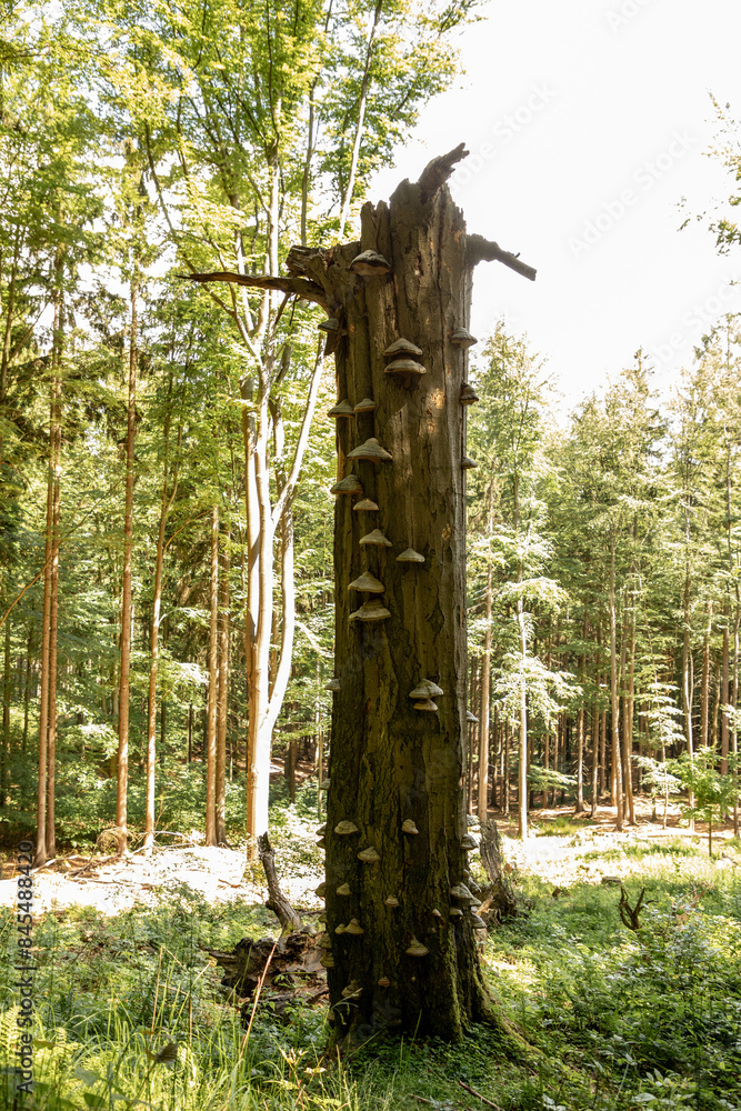 Fototapeta premium Baumstamm mit Pilzen
