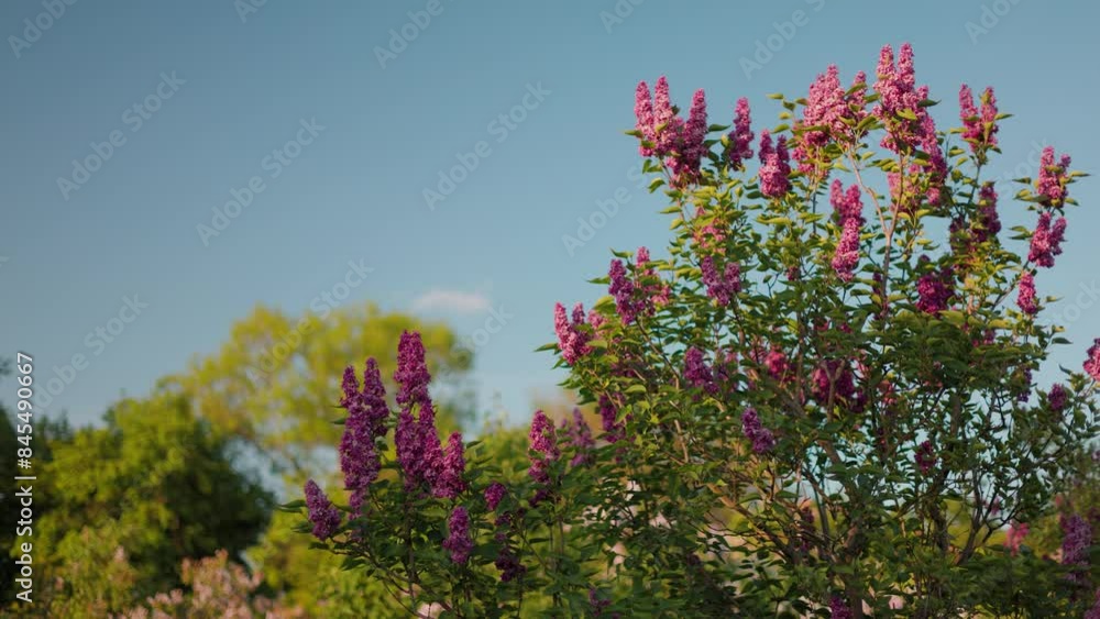 Lilac blossom in spring. Lilac flowers and green leaves sway in the wind. The rays of the evening sun illuminate the beautiful lilac trees. Lilac blossom in spring. Lilac flowers and green leaves sway in the wind. The rays of the evening sun illuminate the beautiful lilac trees.