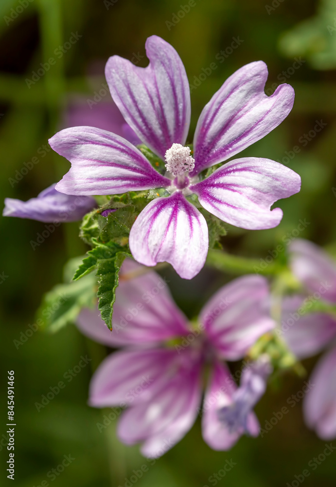 Flowers of Malva, herbaceous plants in the family Malvaceae mallow Flowers of Malva, herbaceous plants in the family Malvaceae mallow