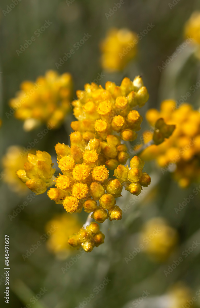 Close up view of helichrysum arenarium, immortel, dwarf everlast sunny yellow flowers on blurred natural background. Selected focus. Beauty of nature Close up view of helichrysum arenarium, immortel, dwarf everlast sunny yellow flowers on blurred natural background. Selected focus. Beauty of nature