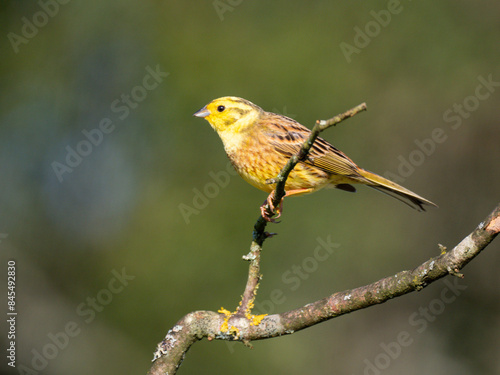 Goldammer (Emberiza citrinella)