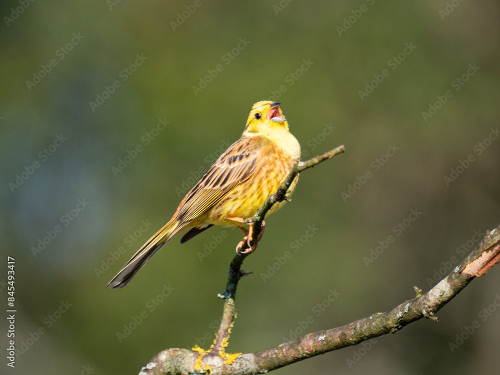 Obraz premium Goldammer (Emberiza citrinella)