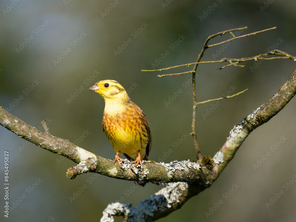 Obraz premium Goldammer (Emberiza citrinella)