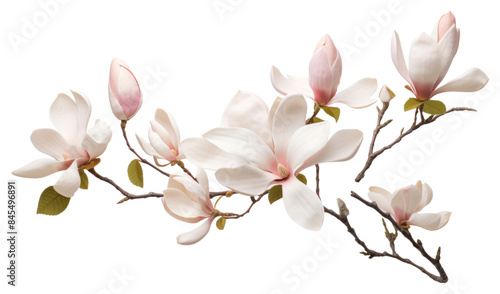 PNG Flower magnolia blossom branch.