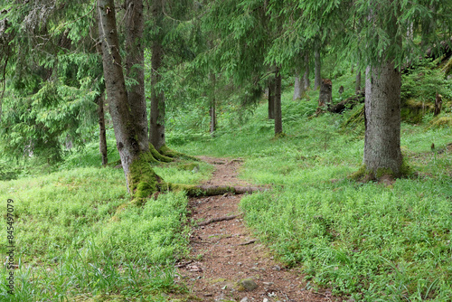 Photography In the forest