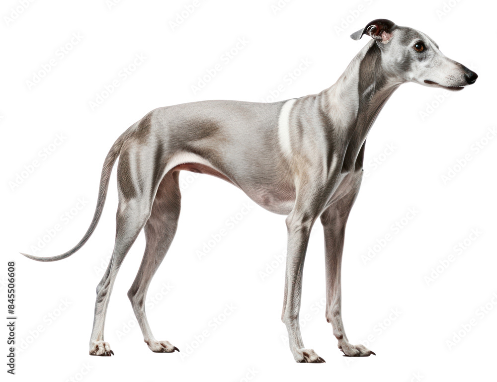 Obraz premium PNG Greyhound animal mammal dog.