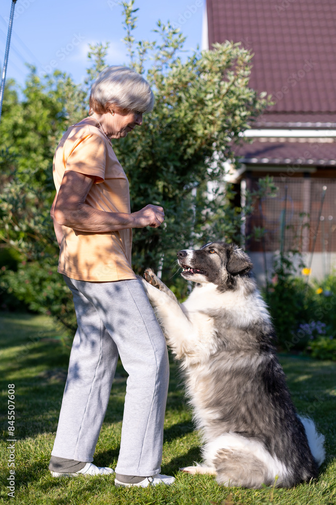 Obraz premium An elderly woman trains a dog in the yard of her home. A large dog, a shepherd mix, follows the owner's commands outside. Selective focus, close-up.