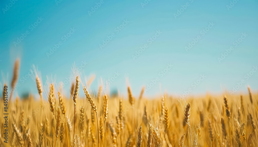A field of tall grass with a clear blue sky above A field of tall grass with a clear blue sky above
