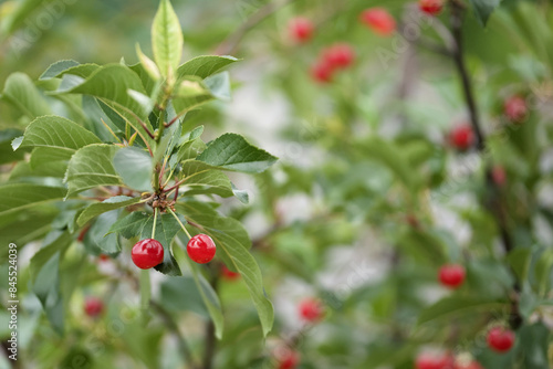 Cherries on a tree branch
