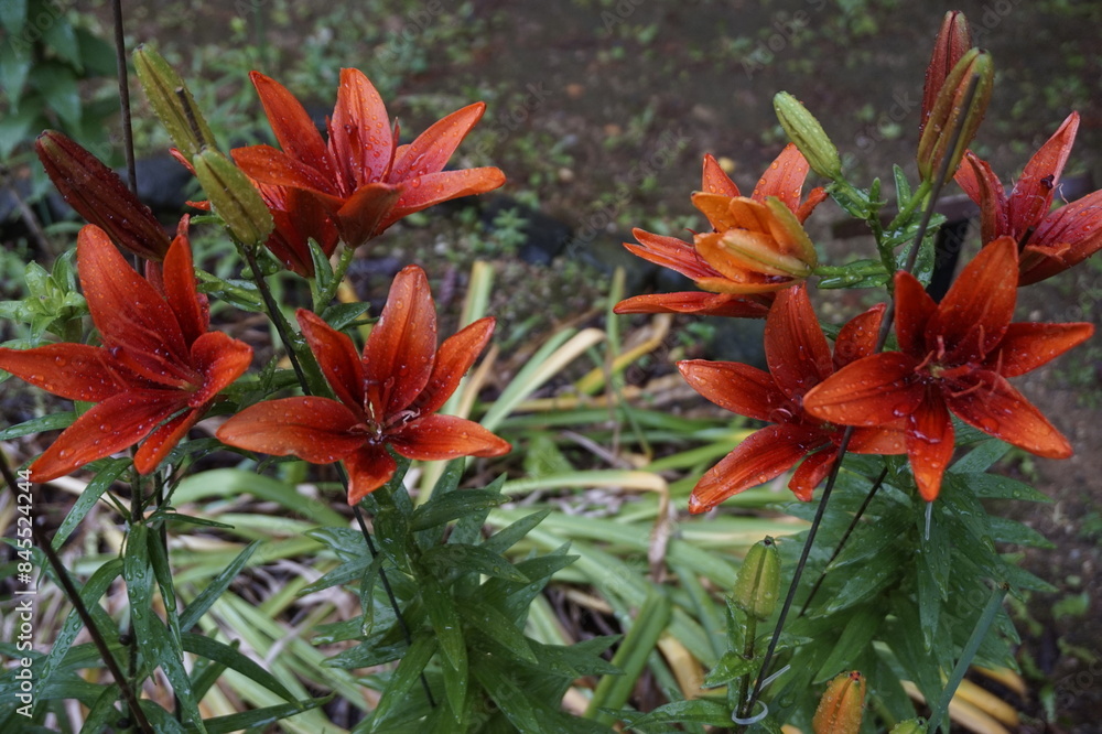 Flowers bloomed beautifully in the garden Flowers bloomed beautifully in the garden