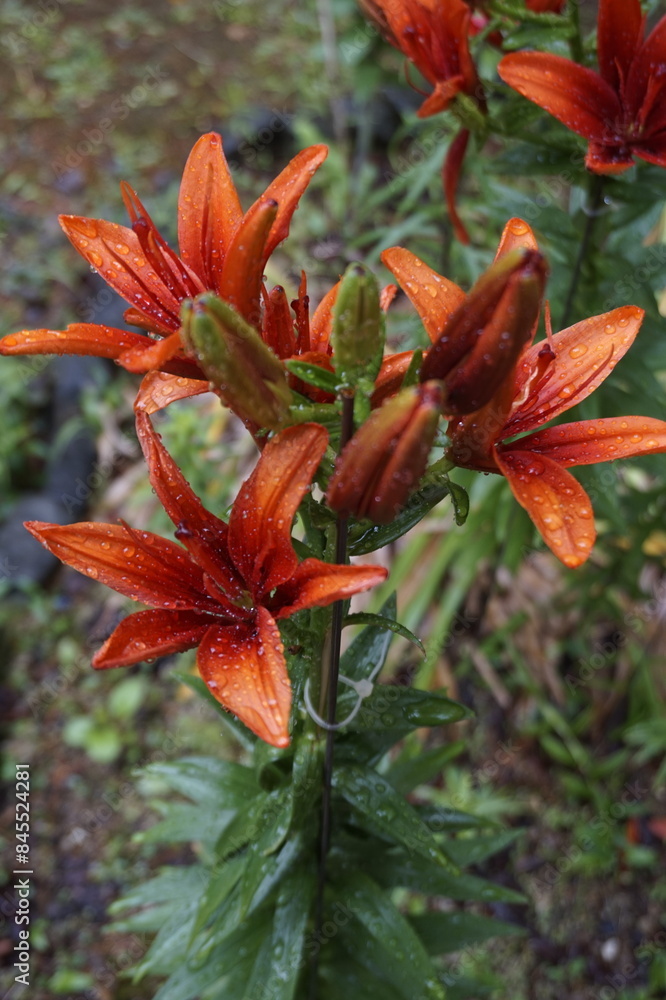 Flowers bloomed beautifully in the garden Flowers bloomed beautifully in the garden