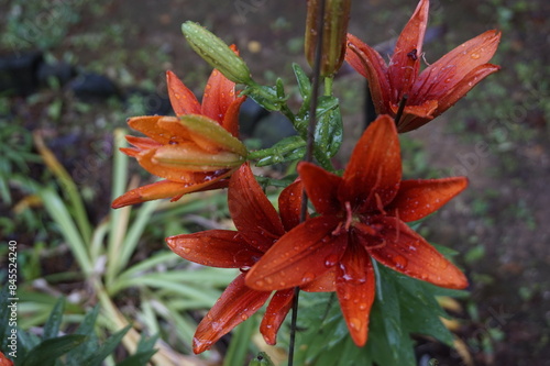 Flowers bloomed beautifully in the garden photo