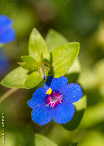 Wild flower in blue color. ...